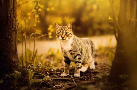 A beautiful tabby cat walks in nature among the forest vegetation on a summer day. Cats and nature.の写真素材