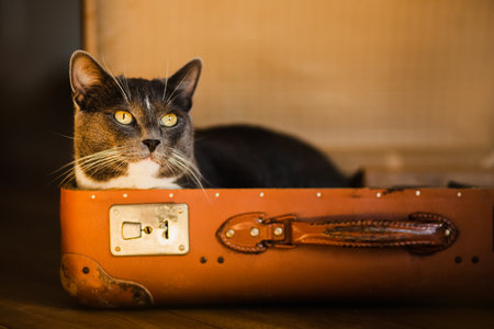 Cute domestic gray cat is lying in an open old retro suitcase. The pet is ready to travel.の写真素材