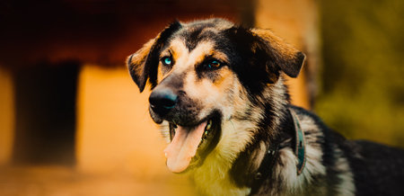 The cute dog looks up at the camera with a curious expression, his tongue lolling out of his mouth. The portrait captures the essence of loyalty and companionship that dogs offer to their owners.の写真素材