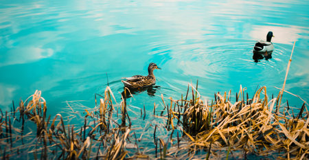Wild beautiful ducks swim near the shore in the lake, the water surface of which reflects the blue sky with clouds. The beauty of wild nature.の写真素材