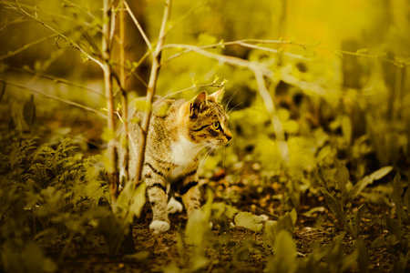 A tabby cat wandering among the leaves during the summertime. Exploring the outdoors, enjoying nature and the freedom of wandering, and admiring feline grace and beauty.の写真素材