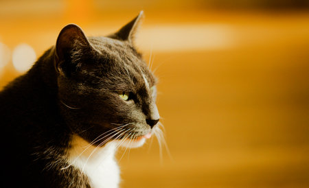 This close-up portrait showcases a gray domestic cat, captured in a moment when the sun illuminates its pink tongue. The cat's gentle features, highlighting its charming and friendly demeanor.の写真素材