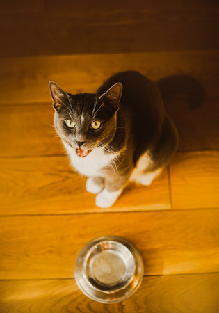 A cat sitting on a wooden floor beside an empty bowl, gazing upward. The significance of fulfilling pets' basic needs and wants, such as feeding them when they are hungry and asking for food.の写真素材