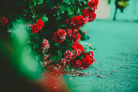 On a warm summer day a green shrub with stunning scarlet roses. But as the petals begin to fall and grace the asphalt below, we are reminded of the fleeting nature of beauty. summertime.の写真素材
