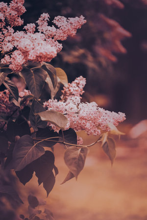 In a spring evening's twilight, a pink lilac tree in bloom. The beauty that surrounds us in everyday life.の写真素材