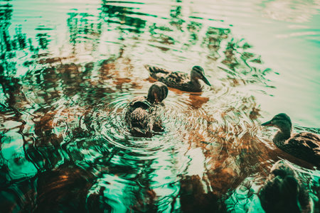 Wild ducks swimming in a lake on a bright day, while one duck is seen preening its feathers. Tranquility, harmony with nature, and self-care. The natural world.の写真素材