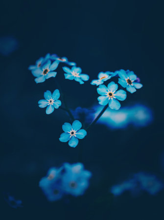A field where beautiful blue forget-me-not flowers are growing in the shape of a heart symbol. Beauty of nature and love. Romance.の写真素材