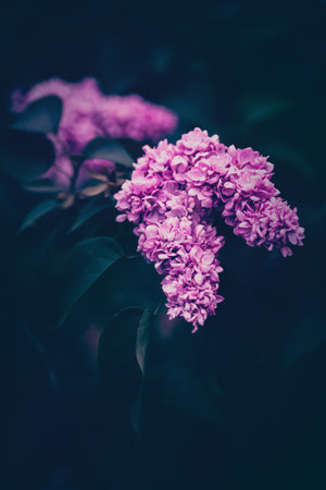 Beautiful purple lilac flowers blooming in the springtime twilight. nature's beauty. Tranquility and serenity. spring blossoms.の写真素材