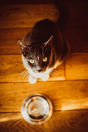 Top view of a beautiful cute domestic cat sitting on the wooden floor near an empty bowl and waiting for food to be given to him. Feeding a pet.の写真素材