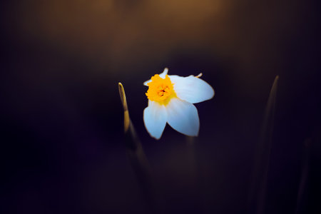 A white narcissus flower blooms amidst the twilight of a spring evening. Nature's beauty in its purest form. The fragility of life. Flora and blossom.の写真素材