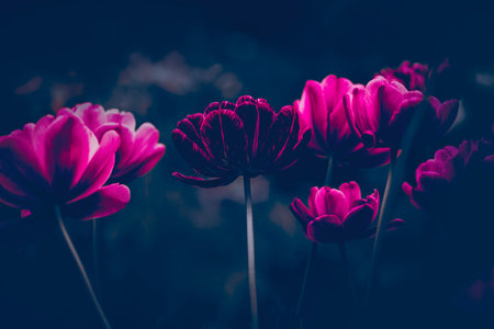 The beautiful purple tulip flowers blooming in the semi-darkness of a summer evening. The natural beauty, tranquility, and the fleeting nature of seasonal change.の写真素材