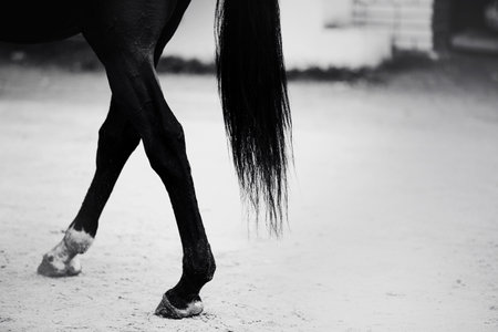 This black and white photograph captures the hind hooves and long tail of a black horse. The monochromatic color scheme highlights the beauty and grace of the animal's form.の写真素材