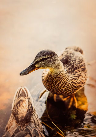 A cute brown wild duck standing in the water of a lake on a sunny day. Nature, wildlife, tranquility, and beauty in the great outdoors. The importance of preserving natural habitats for creatures.の写真素材