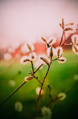 A sunny spring day with delicate fluffy willow flowers blooming. The arrival of spring, the beauty...