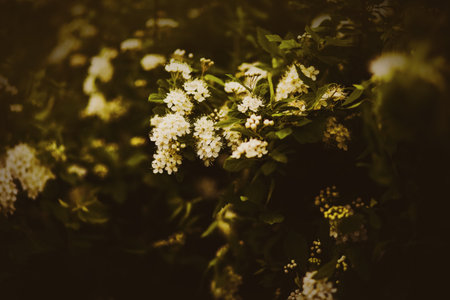 This is a photo of delicate white flowers blooming on a bush with green leaves in the summer twilight. It showcases themes of natural beauty and the fleeting nature of summer.の写真素材