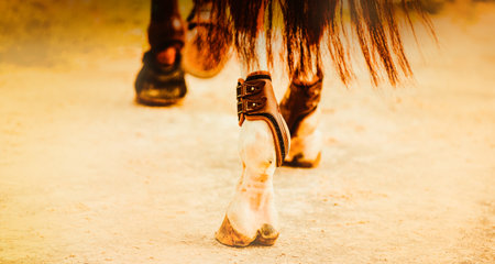 The hindquarters of a chestnut horse with long tail, in the context of equestrian sport. The competitive sports, and the bond between humans and animals.の写真素材