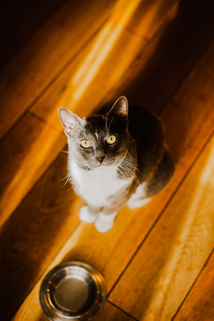 The cute gray domestic cat is sitting at home on a wooden floor beside an empty bowl, signaling the need for food. The of feeding and caring for a domestic pet.の写真素材