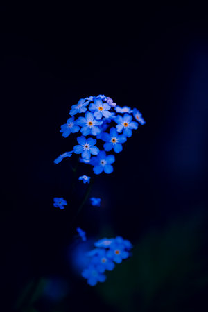 The beautiful blue forget-me-not flowers blooming in the semi-darkness of a summer night. The nature, beauty, tranquility, and the mystery of the night time.の写真素材