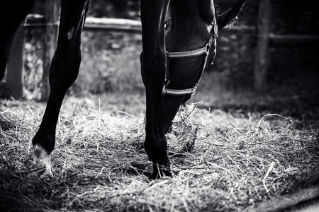 The black and white photographs depict a horse eating hay, illuminated by streams of sunlight. The...