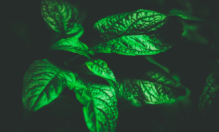 A green plant leaves in semi-darkness, evoking a serene and intimate ambiance of summer. This image...