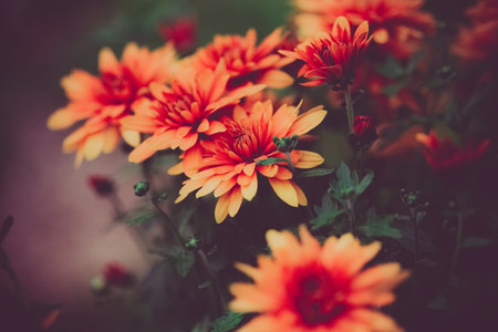 The red-orange dahlias blooming on green stems with leaves on a summer evening in a garden. It showcases the theme of nature, beauty, and the ephemeral nature of life and fleeting moments.の写真素材