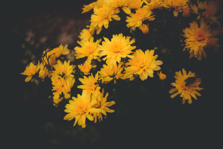 The beautiful yellow dahlias blooming on a bush in the dusk of a summer evening in a garden. Nature,...