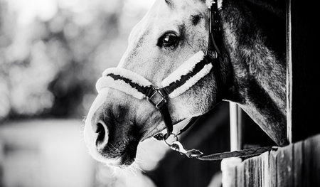 This black and white photograph captures a beautiful horse peeking out of a wooden stable on a sunny...