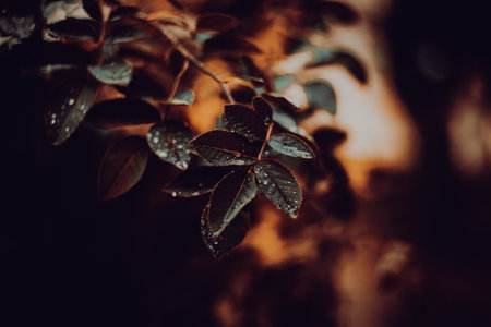 A gloomy autumn day with raindrops lied to the leaves of a bush. It portrays the melancholic and cold season, highlighting themes of sadness and dreariness.の写真素材