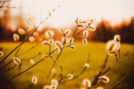 The beauty of spring on a sunny morning, with fluffy willow blossoms in full bloom adorning the branches. The renewal, nature's awakening, and the vibrant colors and textures of the season.の写真素材