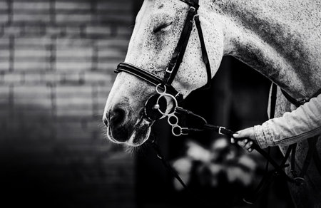 A black and white photograph of a spotted white horse with a bridle on its muzzle, which closed its eyes. Horse and horse breeder. Horseback riding.の写真素材