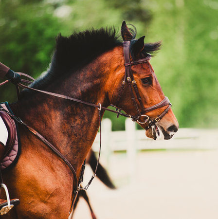 A bay horse and its rider gallop at full speed during a summer day's equestrian competition. The equestrian sports, the exhilaration of horseback riding. The equestrian world.の写真素材