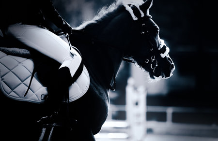 Black and white photo of a fast horse with a rider in the saddle galloping. Equestrian sports and horse riding.の写真素材