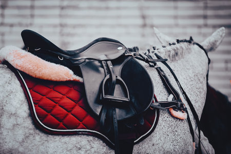 The dappled gray horse is wearing ammunition - a black saddle, a red saddlecloth, a bridle and stirrups. Equestrian sports and horse riding.の写真素材