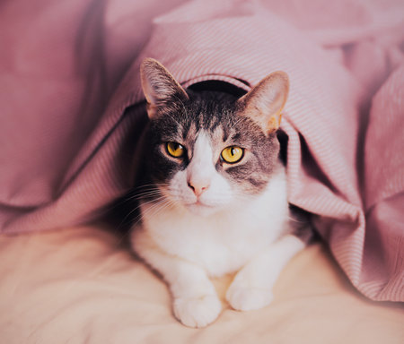 A cute tabby cat peacefully resting on a soft bed under a cozy pink blanket. It depicts the domestic pet's serene relaxation. The coziness, and comfort.の写真素材