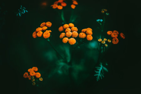 The beauty of yellow blossoms of tansy in the summertime. The vibrant yellow hues convey a sense of vitality and the arrival of summer. The feelings of joy, warmth, and nature's splendid offerings.の写真素材