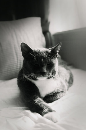 A black and white photo of a cute domestic cat lying on a soft bed under the warm rays of the sun and squinting his eyes with pleasure. The pet is satisfied and happy.の写真素材