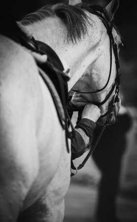A black-and-white photo of a horse breeder fastening the bridle straps on the muzzle of a gray...
