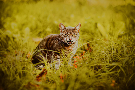 Cute beautiful tabby gray cat is sitting in the tall green grass and meowing. A stray cat.の写真素材