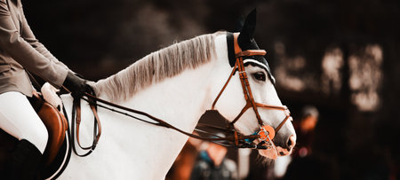 Portrait of a beautiful white horse with a rider in the saddle at equestrian competitions. Riding a horse on horseback. Equestrian sports and activity.の写真素材