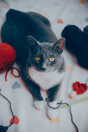 A cute gray fluffy cat lies on a white sheet with a pattern of hearts near skeins of yarn and balls of wool. A knitting set and a cozy hobby. A pet.の写真素材