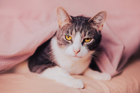 Portrait of a cute tabby domestic cat with yellow eyes lying on a soft bed and covered with a pink blanket. Home comfort and comfortable rest.の写真素材