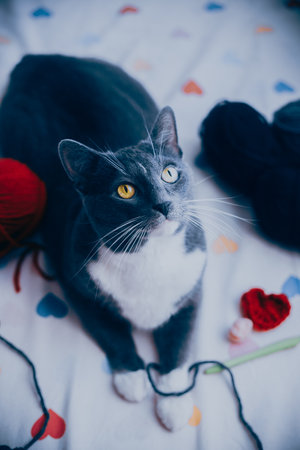 A cute fluffy gray cat lies on a bed with skeins of yarn and balls of wool and looks up. There is a pattern with hearts on the sheet. A cozy hobby and a beloved pet.の写真素材