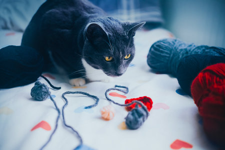 A domestic fluffy cat sits on the bed among skeins of yarn and balls of wool and looks with interest. Knitting kit. A cozy hobby and a pet.の写真素材