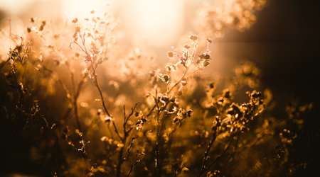 Dry withered flowers in autumn are illuminated by the rays of the rising sun on a foggy morning. Plant background. Nature in autumn. Twigs.の写真素材