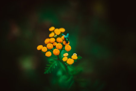 A fly sits on the beautiful yellow flowers of tansy in the summer. Insect and plants. Nature in summer.の写真素材