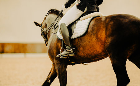 The rider rides a bay horse at a gallop. Horseback riding. Dressage competitions. The beauty of riding. Training in the arena.の写真素材