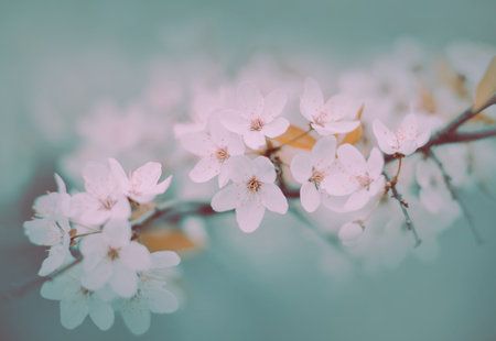Delicate white cherry blossoms bloom on a bright spring day. Romance and nature. Pastel vibe.の写真素材