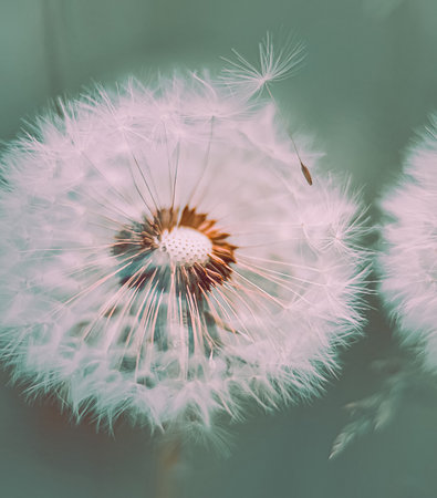 A beautiful delicate white dandelion, from which the wind blows away the fluff in close-up. The beauty of nature and wild flowers. A weed. The delicate colors of spring.の写真素材