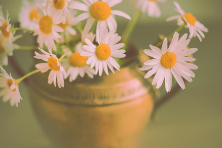 In an ancient copper vase there is a bouquet of white delicate daisy flowers on a bright spring day. A gift and romance. A display of tenderness. Plants.の写真素材