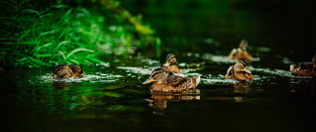 A flock of brown wild ducks swims in a forest river in the summer, and green grass grows along the...